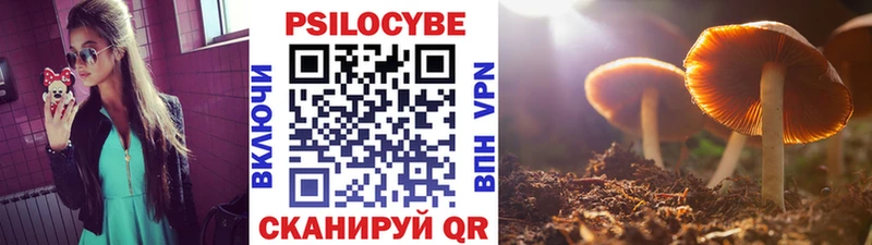 Галлюциногенные грибы Psilocybe цена наркотик Кизляр